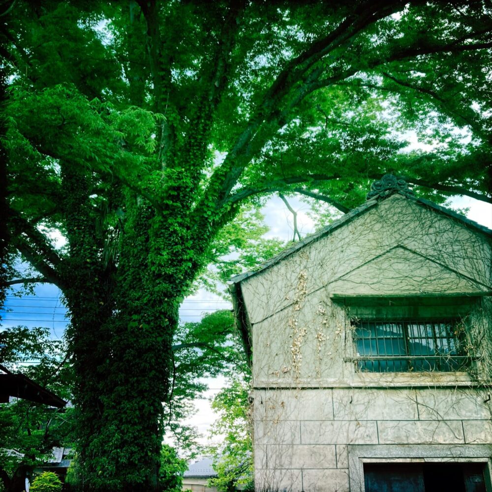 蔵,自然素材,樹